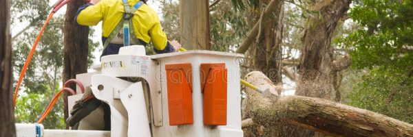 emergency-services-cutting-tree-stirling-south-australia-adelaide-hills-october-cut-fallen-80013333