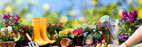 gardening-gardener-planting-pansy-gardening-gardener-planting-pansy-flowerpots-tools-110382267