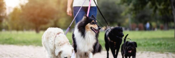 Dog walker enjoying outdoors in park with group of dogs.