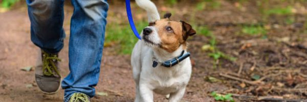 Jack Russell Terrier walking through forest by path