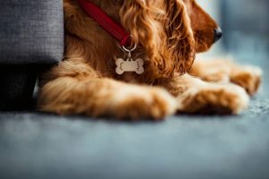 A close up of the lower section of a cocker spaniel puppy lying on the floor.