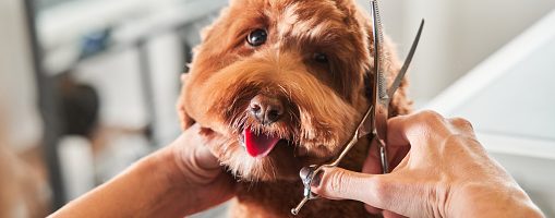 Best Pet Grooming In Newcastle Newcastle Best Local Rated