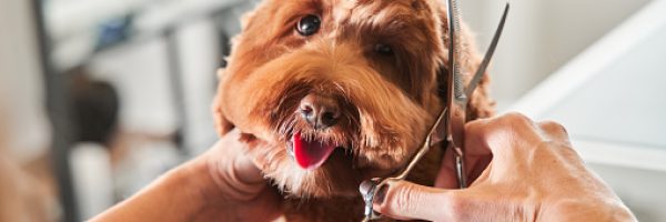 Professional groomer cut fur with scissors and clipper at the little smile dog labradoodle. Funny dog sitting at the grooming salon or vet clinic and looked trustingly