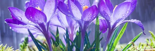 spring-flowers-blue-crocuses-drops-water-backgro-background-tracks-rain-113784722